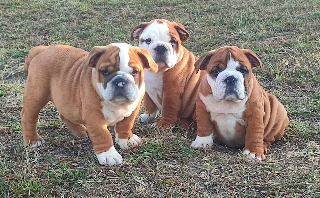 chiot Bulldog Anglais Precious Beauty's