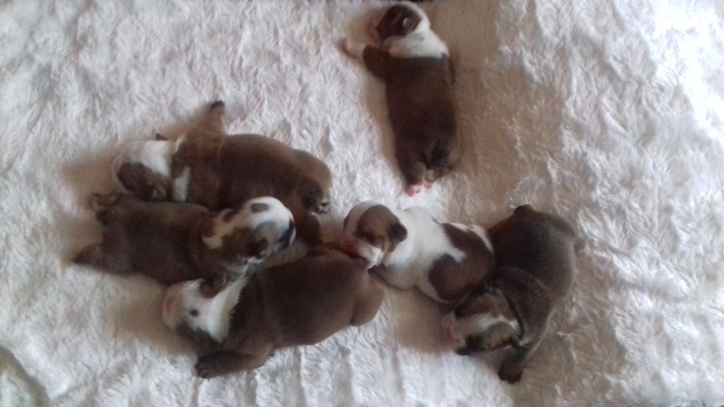 chiot Bulldog Anglais Precious Beauty's