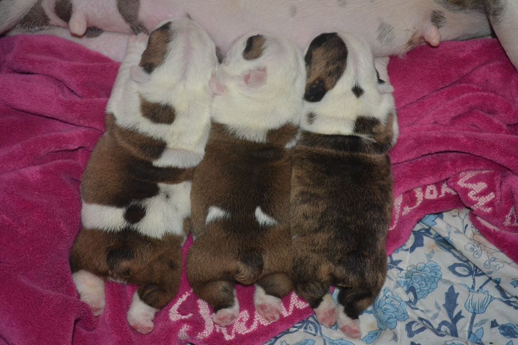 Precious Beauty's - Nos Bébés 2017 sont arrivés