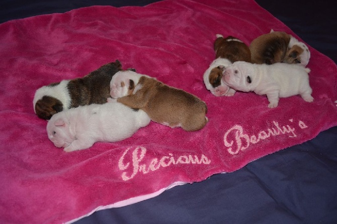 Precious Beauty's - Les bébés sont arrivés!