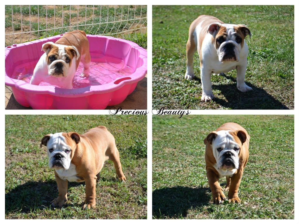 Precious Beauty's - 2 jolies femelles de disponible