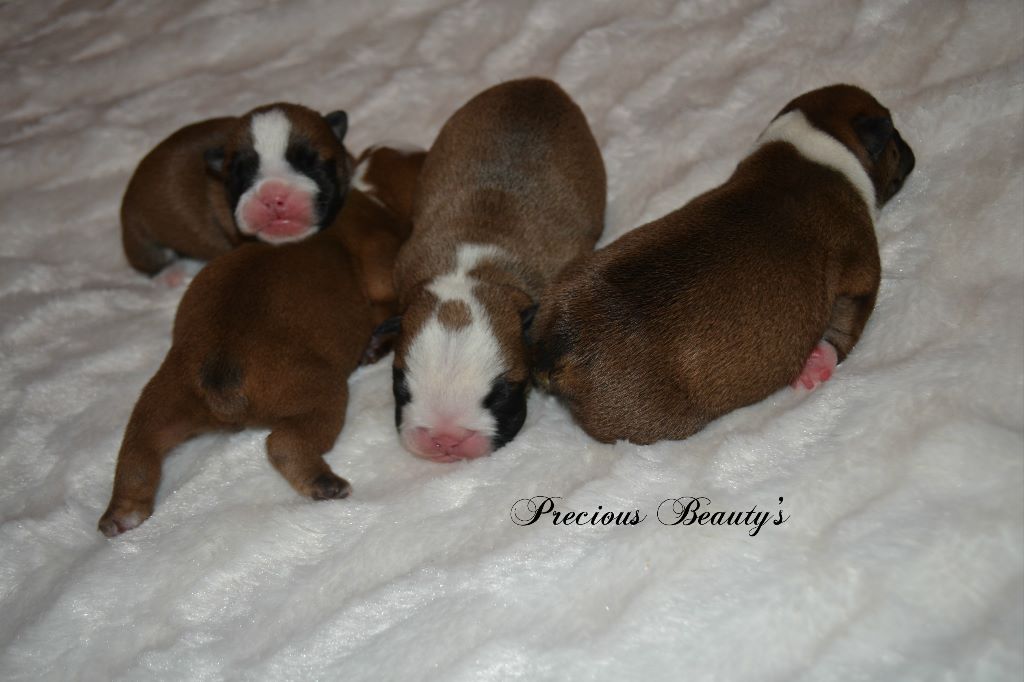 Precious Beauty's - ils sont là !!!! Les bébés sont arrivé !