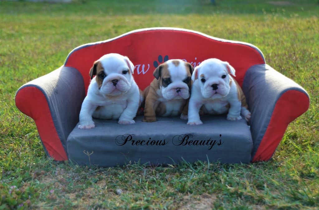 Precious Beauty's - Bébés 5 semaines