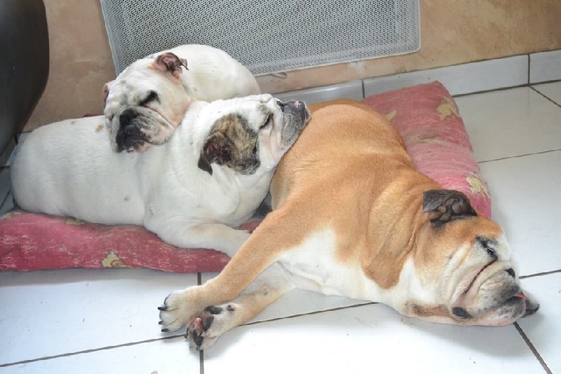 Mode dodo