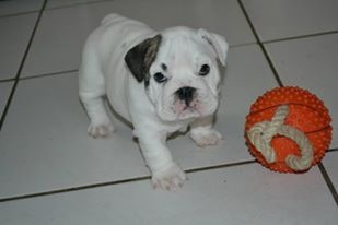 Petit bébé, deviendra grand!