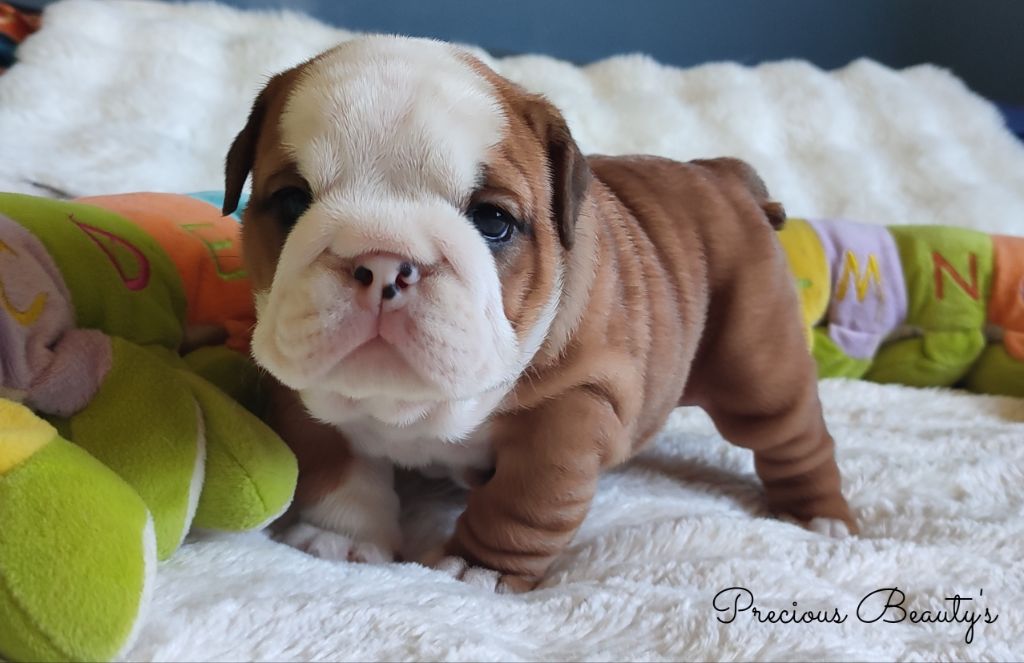 Precious Beauty's - Chiots disponibles - Bulldog Anglais
