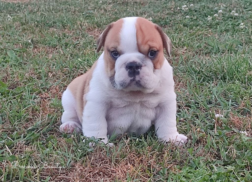 Precious Beauty's - Chiots disponibles - Bulldog Anglais