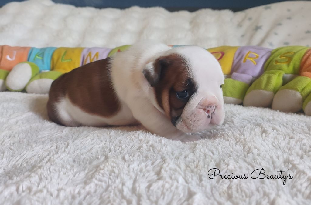 Precious Beauty's - Chiots disponibles - Bulldog Anglais