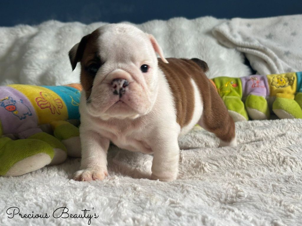 Precious Beauty's - Chiots disponibles - Bulldog Anglais