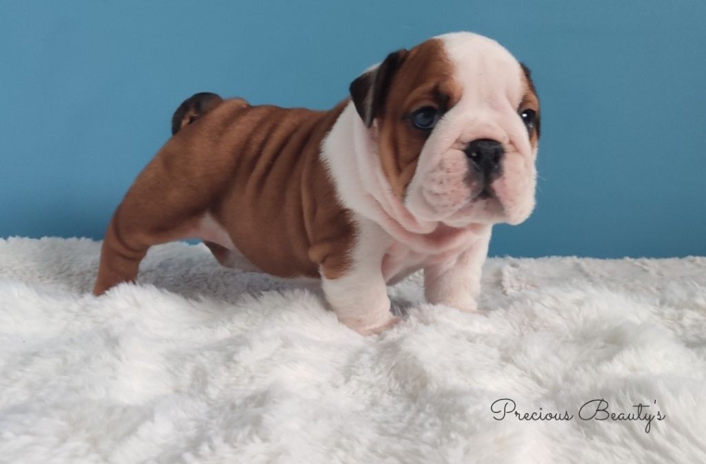 Precious Beauty's - Chiots disponibles - Bulldog Anglais