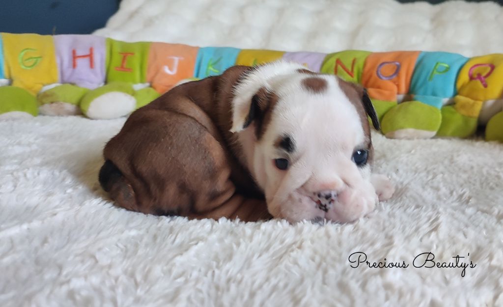 Precious Beauty's - Chiots disponibles - Bulldog Anglais