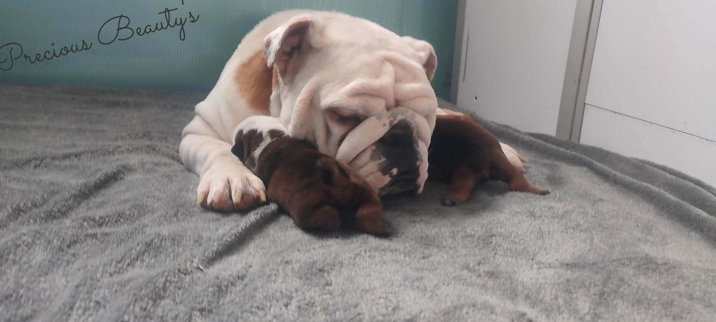 Chiot Bulldog Anglais Precious Beauty's