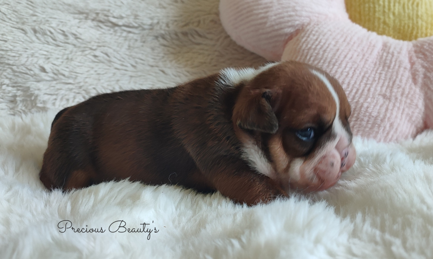 Precious Beauty's - Chiots disponibles - Bulldog Anglais