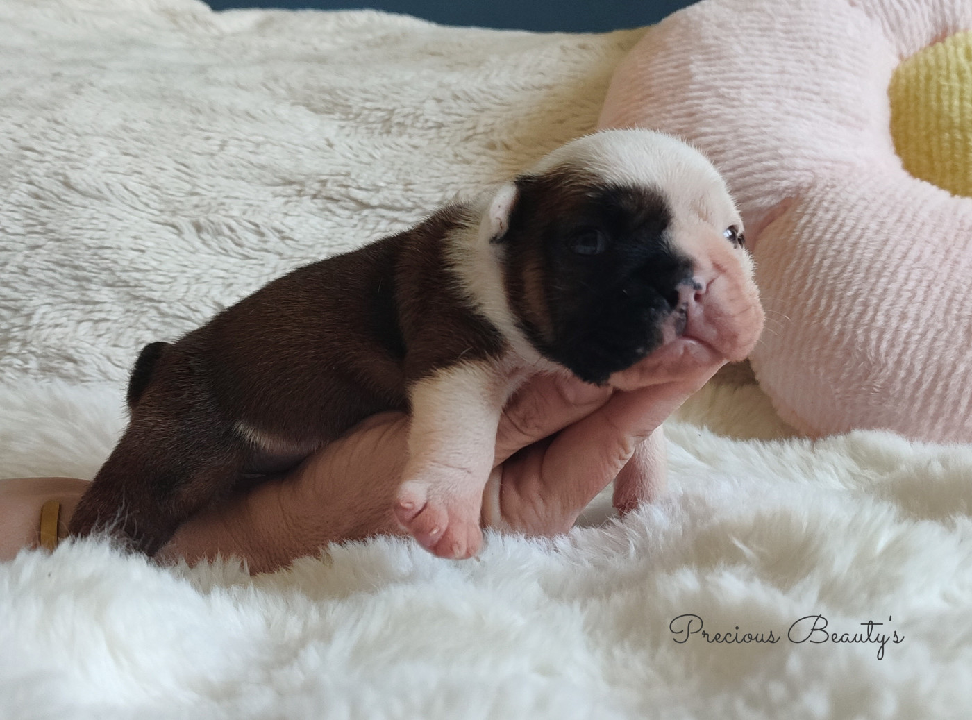 Precious Beauty's - Chiots disponibles - Bulldog Anglais