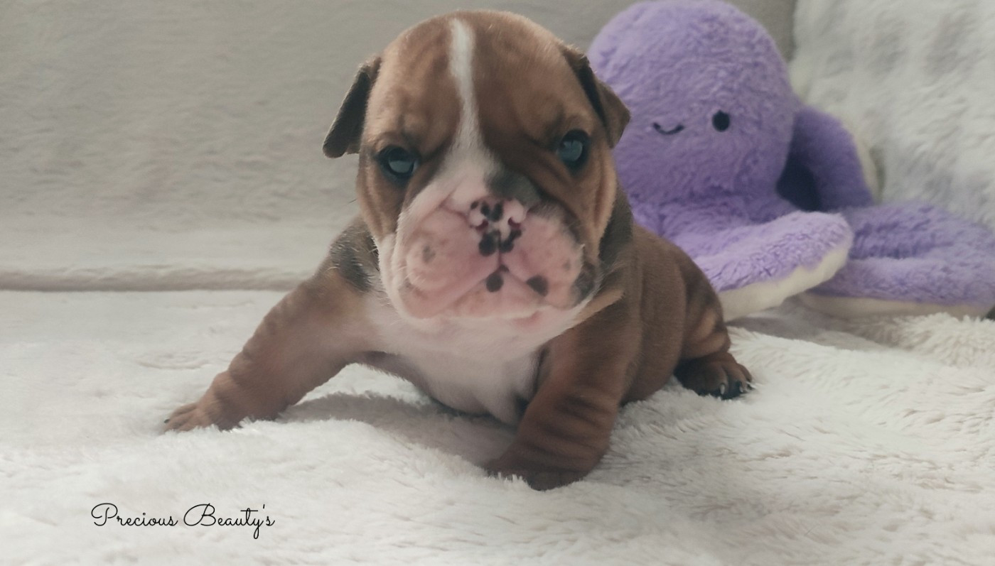 Precious Beauty's - Chiots disponibles - Bulldog Anglais