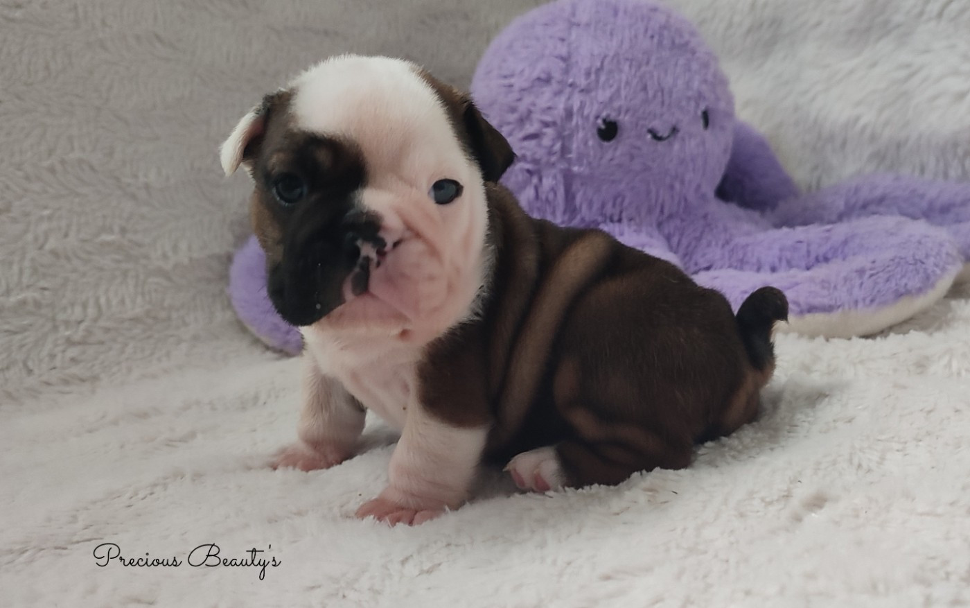 Precious Beauty's - Chiots disponibles - Bulldog Anglais