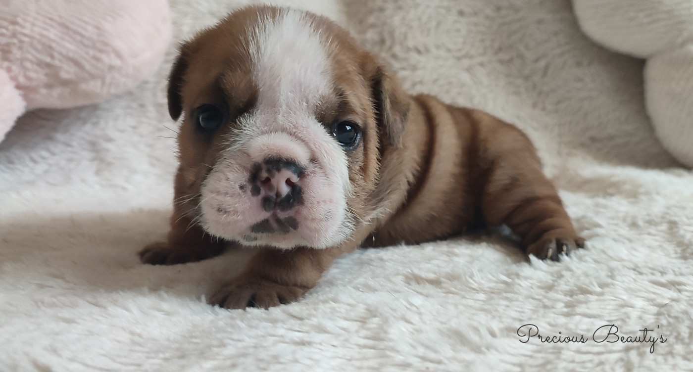 Chiot Bulldog Anglais Precious Beauty's