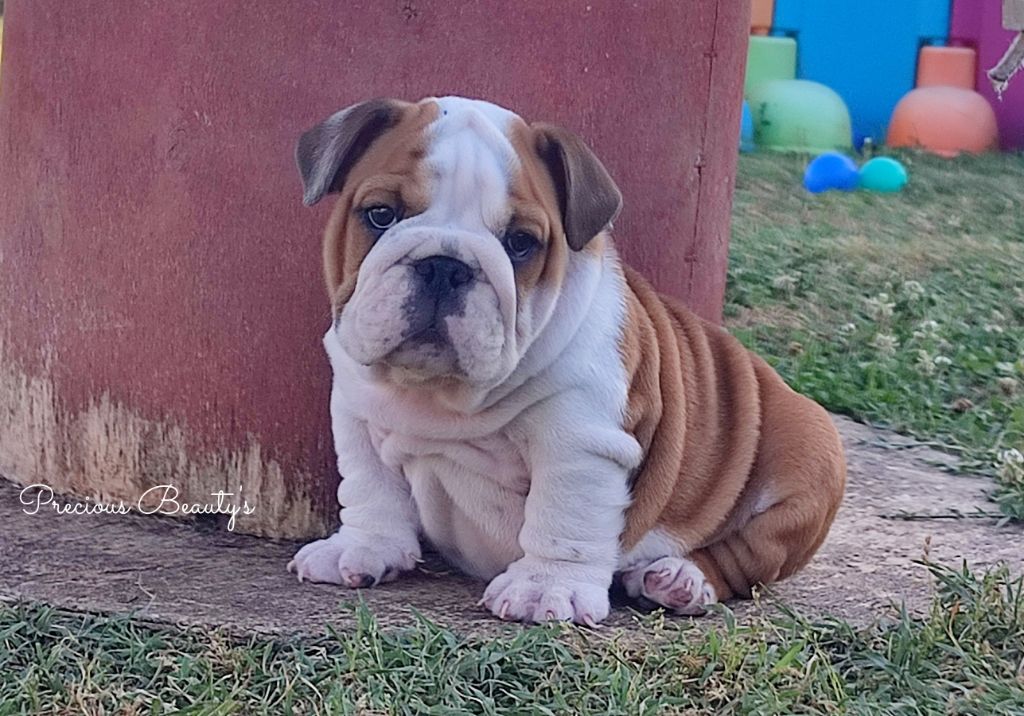 Precious Beauty's - Chiots disponibles - Bulldog Anglais