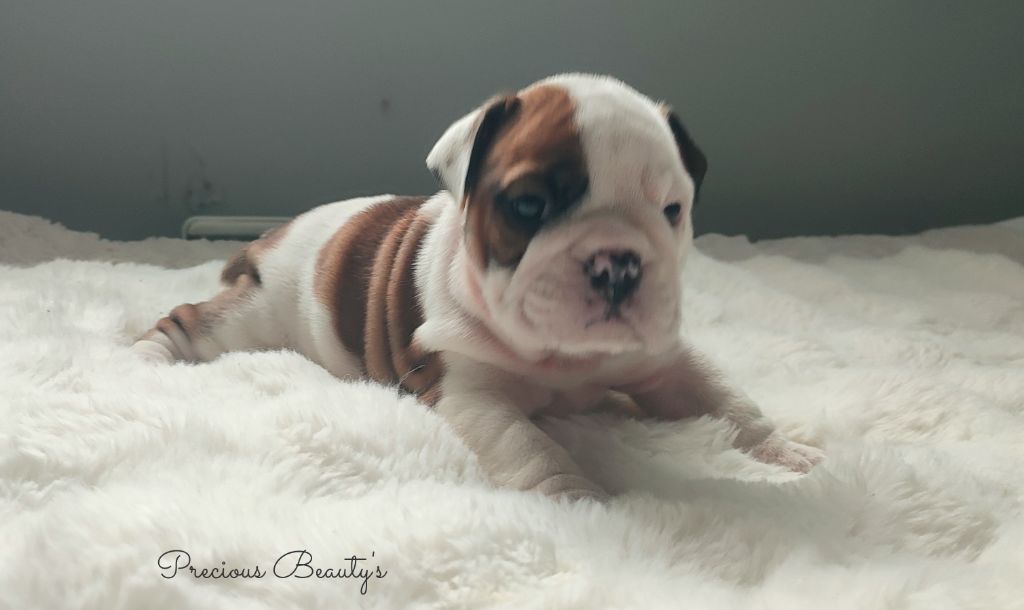 Precious Beauty's - Chiots disponibles - Bulldog Anglais