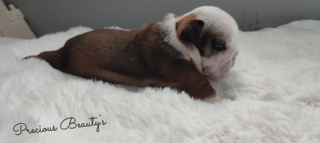 Precious Beauty's - Chiots disponibles - Bulldog Anglais