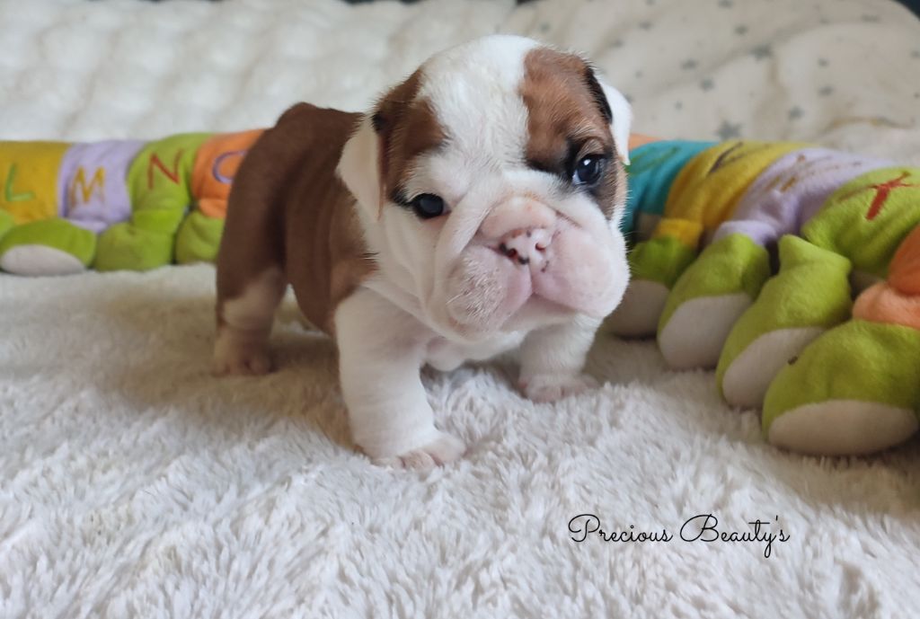 Precious Beauty's - Chiots disponibles - Bulldog Anglais
