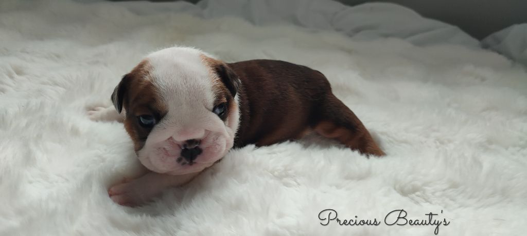 Precious Beauty's - Chiots disponibles - Bulldog Anglais
