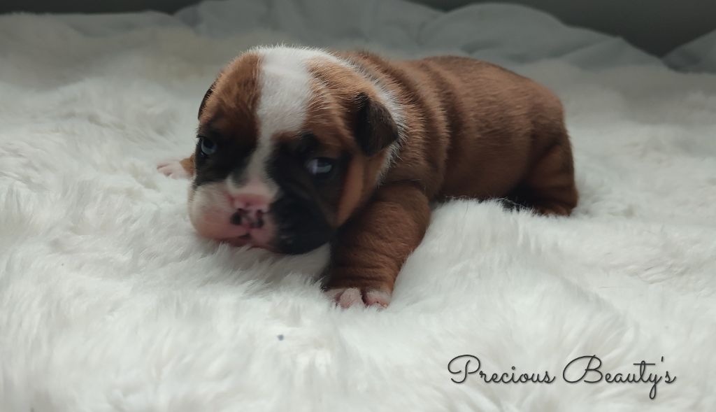 Precious Beauty's - Chiots disponibles - Bulldog Anglais