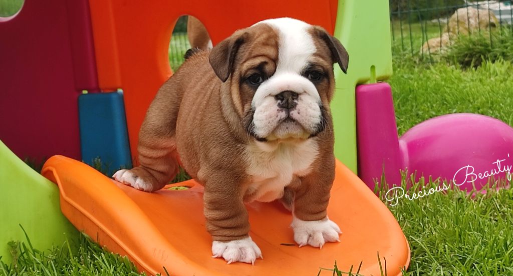 Precious Beauty's - Chiots disponibles - Bulldog Anglais
