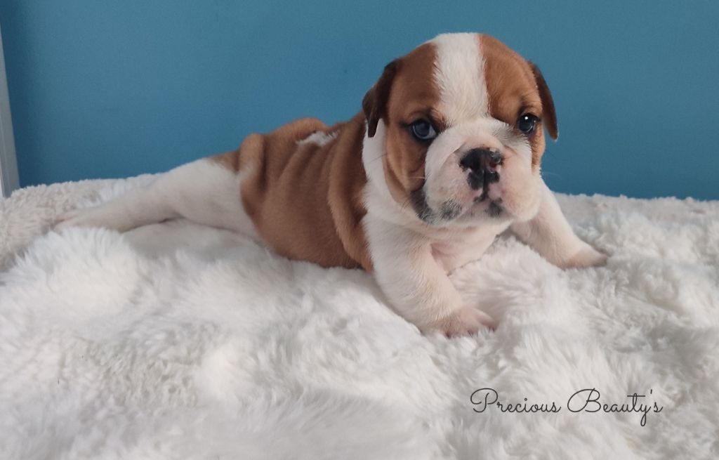 Precious Beauty's - Chiots disponibles - Bulldog Anglais