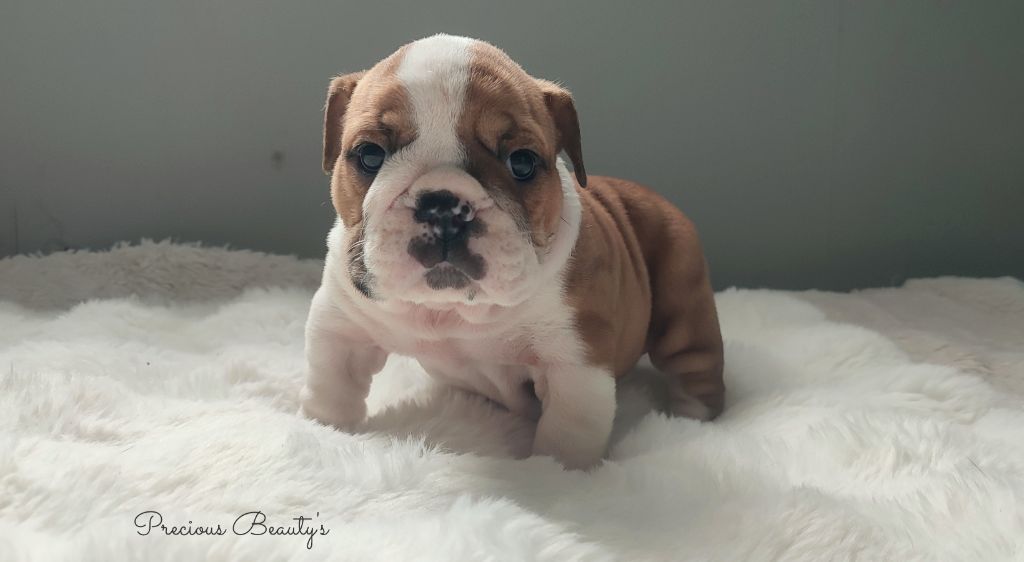 Precious Beauty's - Chiots disponibles - Bulldog Anglais