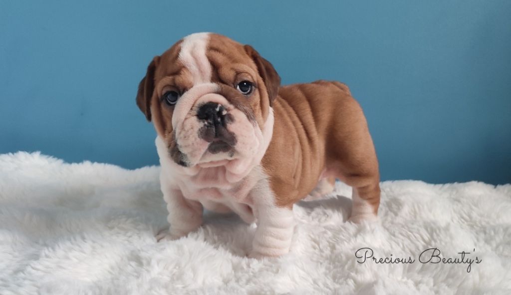 Precious Beauty's - Chiots disponibles - Bulldog Anglais