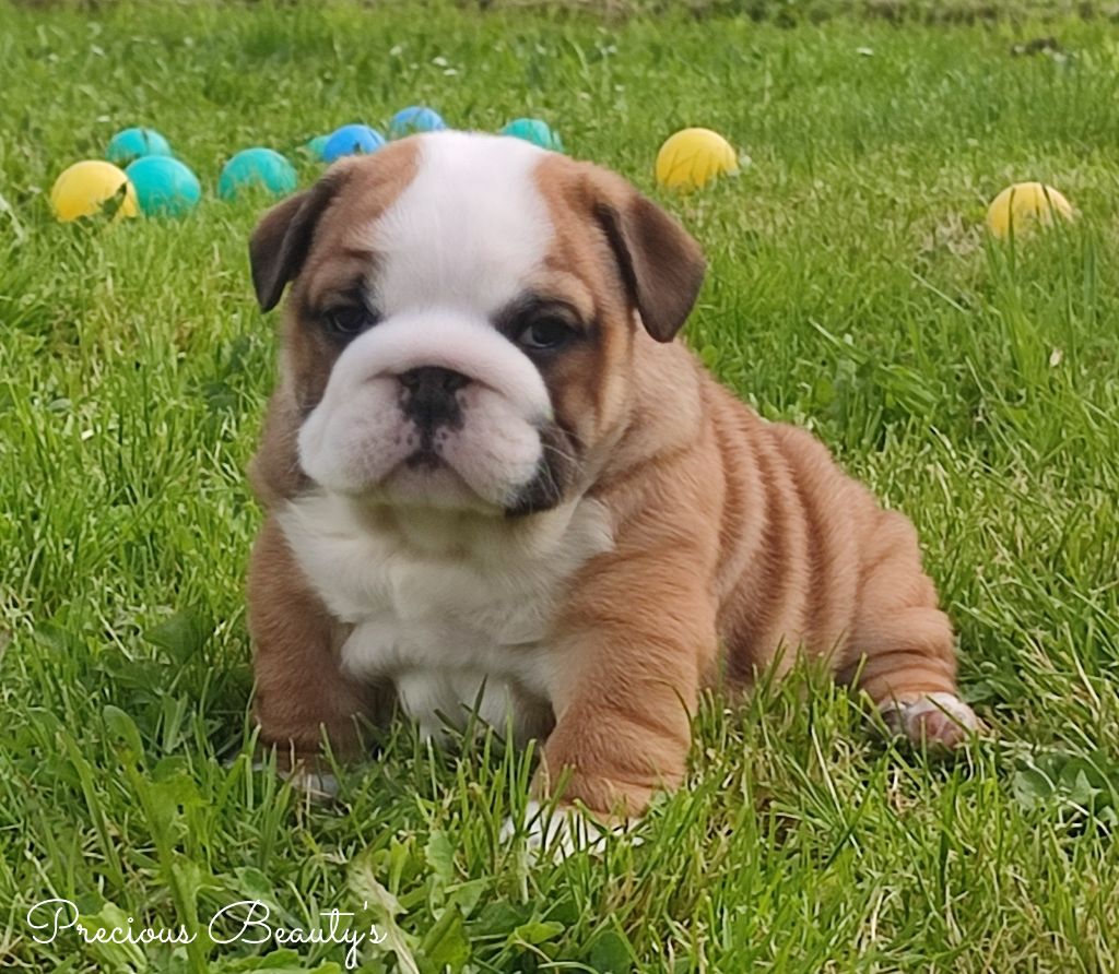 Precious Beauty's - Chiots disponibles - Bulldog Anglais