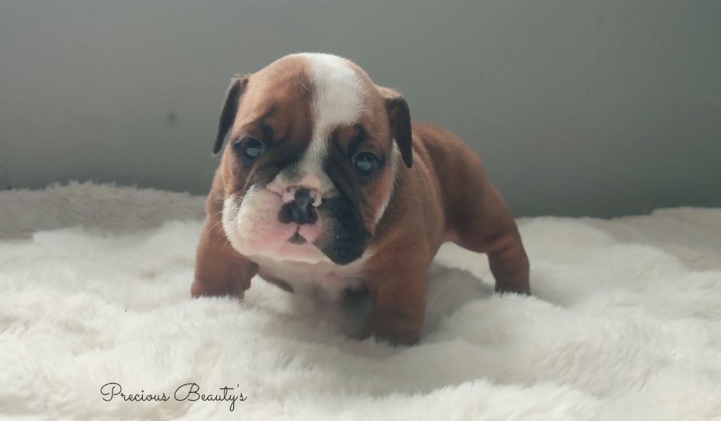 Precious Beauty's - Chiots disponibles - Bulldog Anglais
