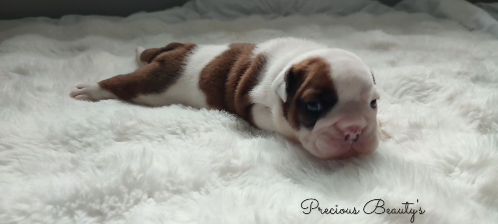 Precious Beauty's - Chiots disponibles - Bulldog Anglais