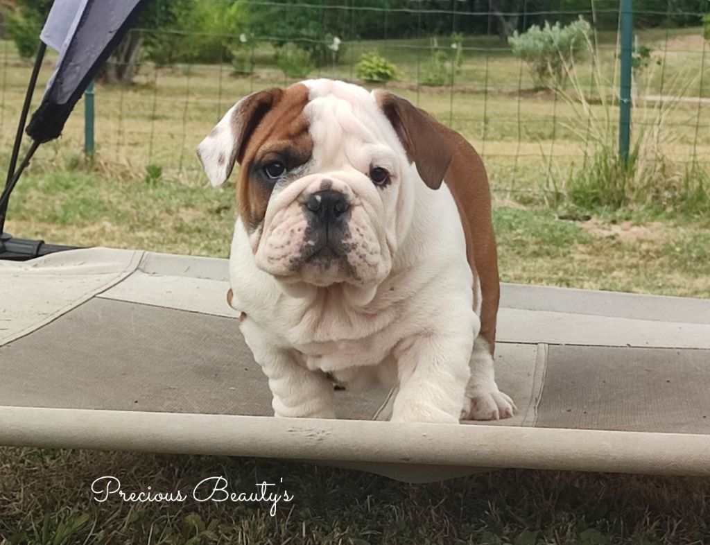 Precious Beauty's - Chiots disponibles - Bulldog Anglais