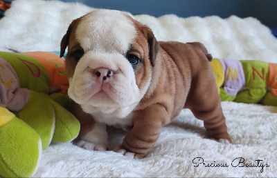 Chiot Crystal 