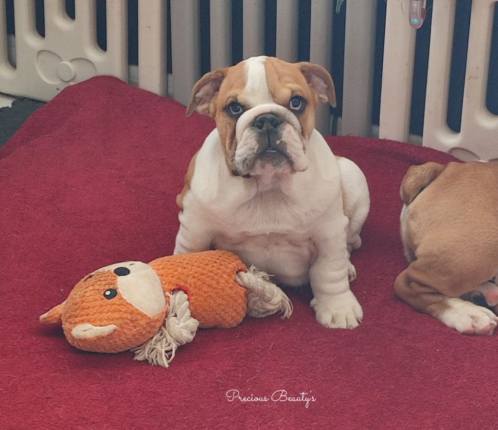 Precious Beauty's - Chiots disponibles - Bulldog Anglais