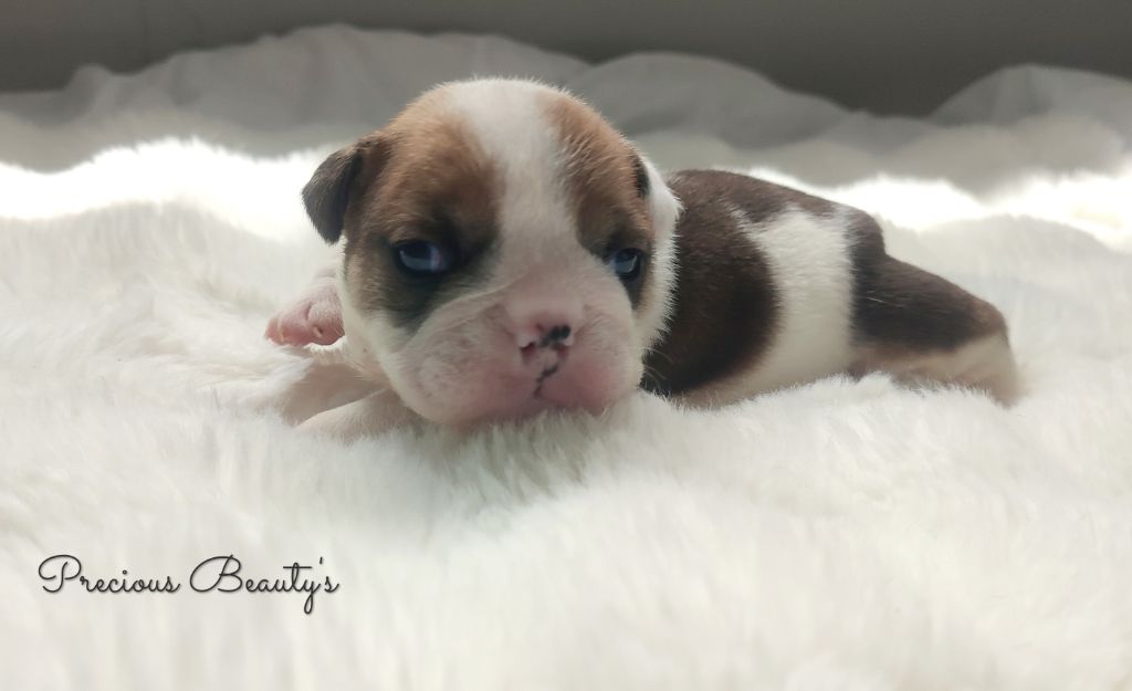 Precious Beauty's - Chiots disponibles - Bulldog Anglais