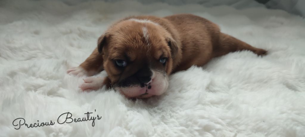 Precious Beauty's - Chiots disponibles - Bulldog Anglais