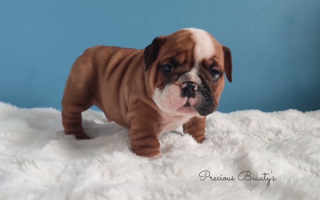 Precious Beauty's - Chiots disponibles - Bulldog Anglais