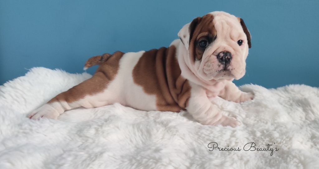 Precious Beauty's - Chiots disponibles - Bulldog Anglais