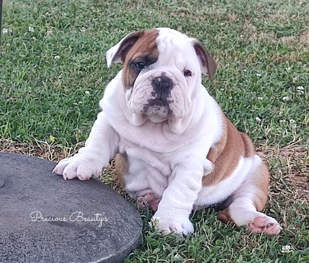 Precious Beauty's - Chiots disponibles - Bulldog Anglais