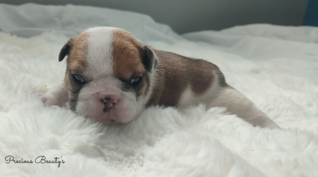 Precious Beauty's - Chiots disponibles - Bulldog Anglais