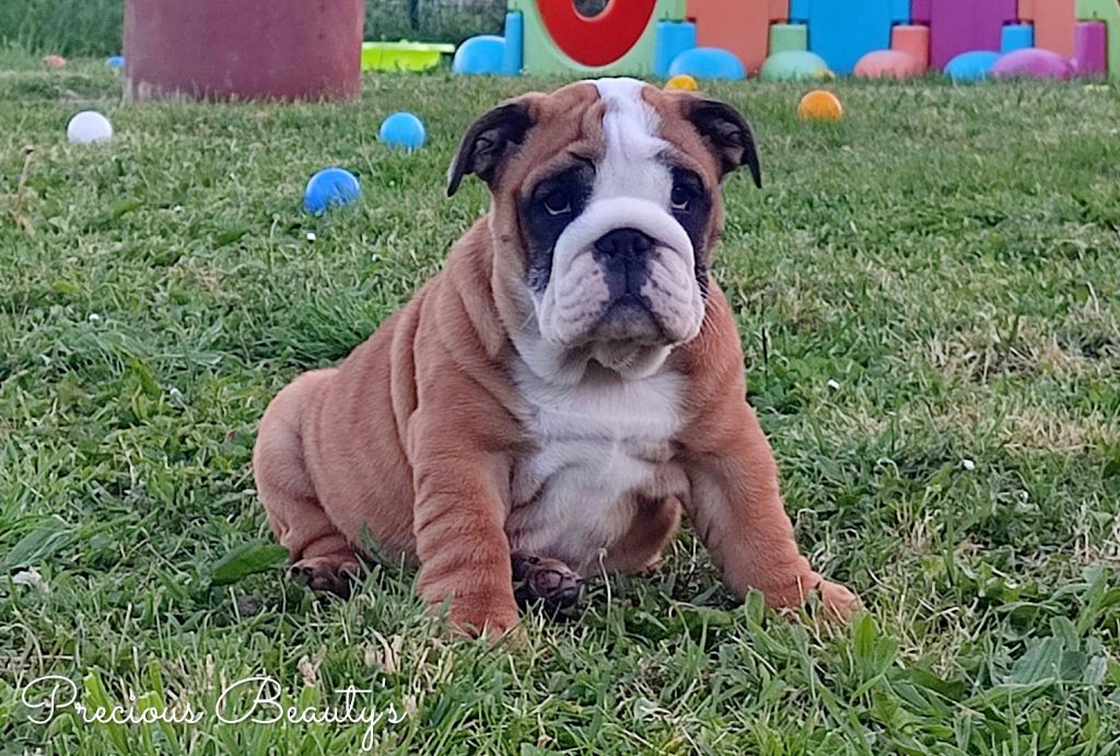 Precious Beauty's - Chiots disponibles - Bulldog Anglais