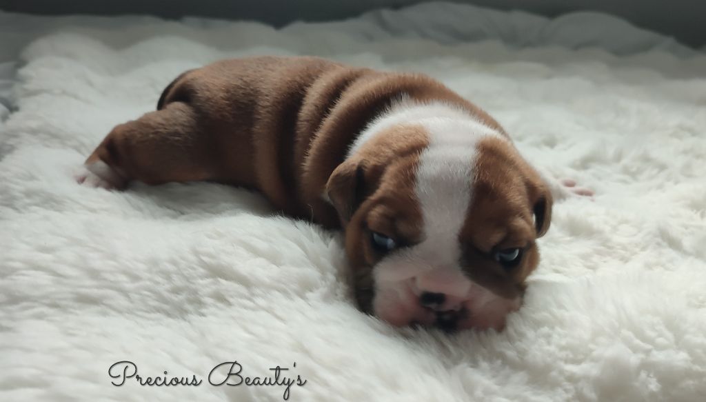 Precious Beauty's - Chiots disponibles - Bulldog Anglais
