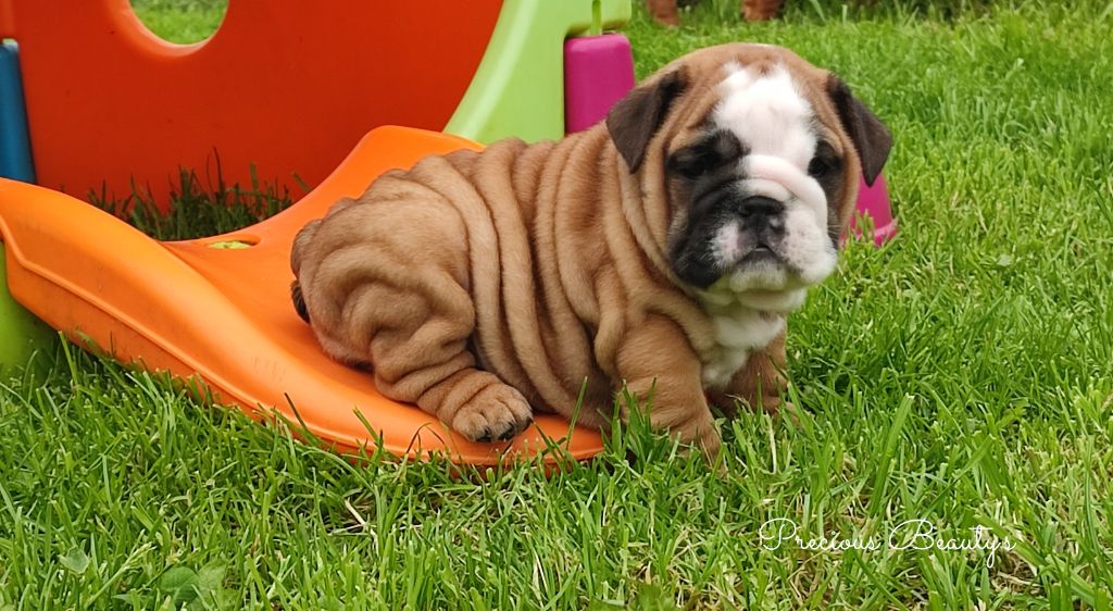 Precious Beauty's - Chiots disponibles - Bulldog Anglais