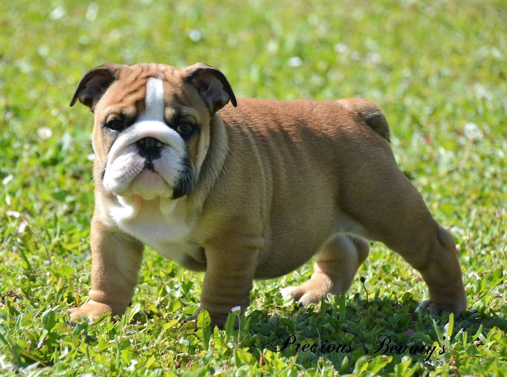 Paddy