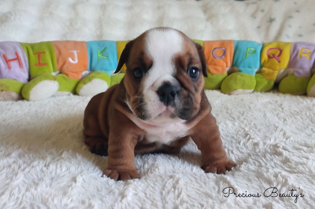 Precious Beauty's - Chiots disponibles - Bulldog Anglais