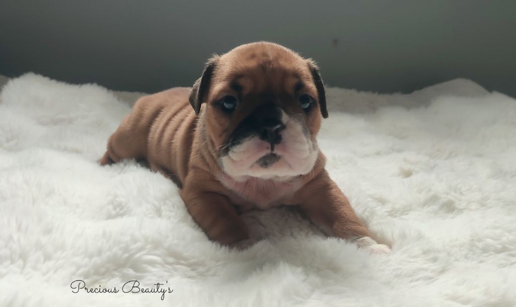 Precious Beauty's - Chiots disponibles - Bulldog Anglais