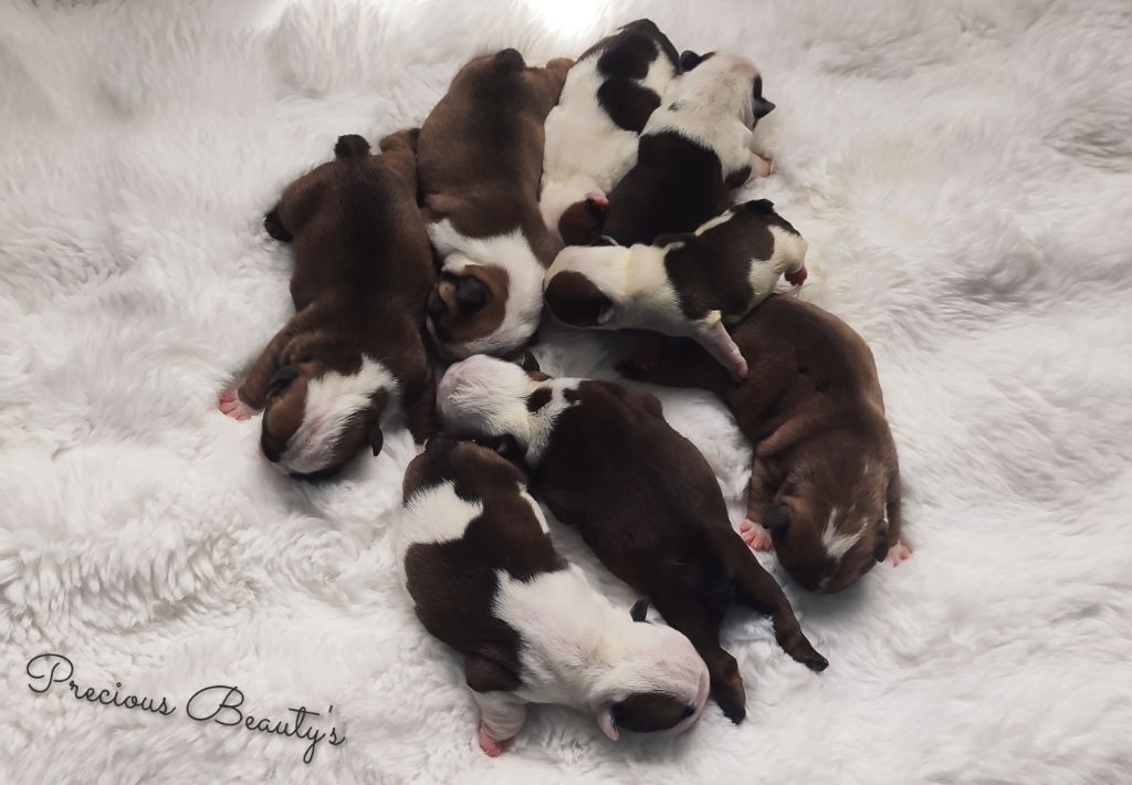 Precious Beauty's - Bulldog Anglais - Portée née le 30/04/2025